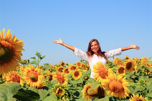 Sunflowers