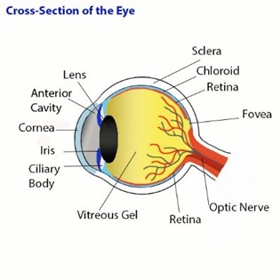 Cross Section On The Page