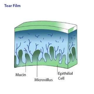 Tear Film